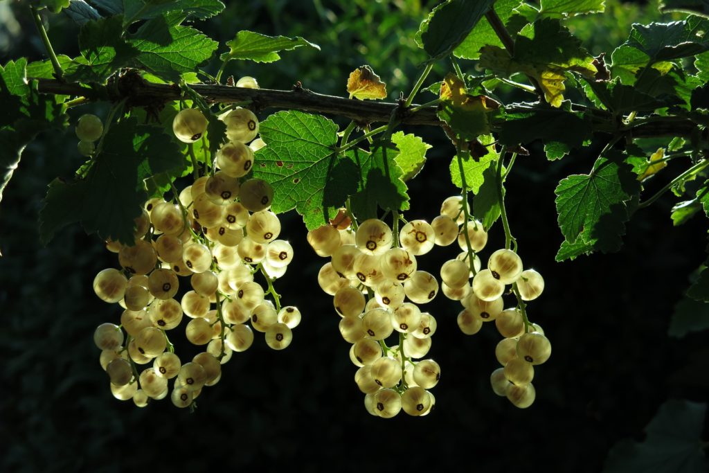 Amla Amrutam